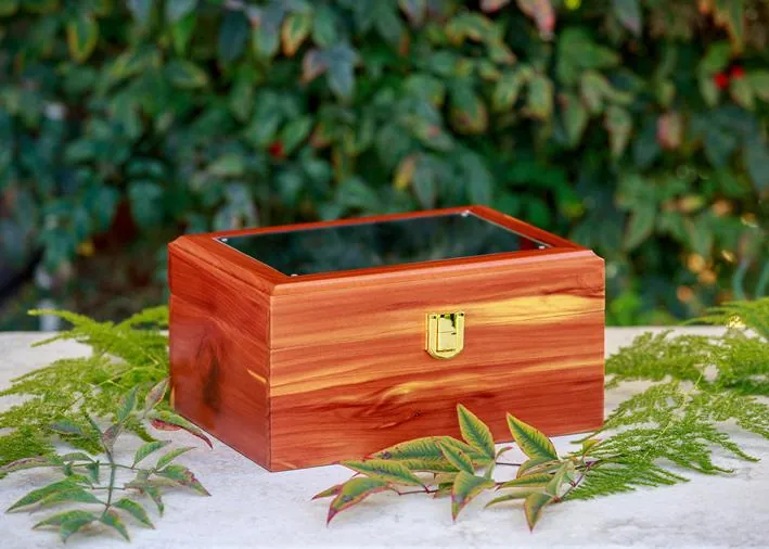 A warm cedar-wood memorial urn with a glass top, resting on pale stone with green ferns behind it
