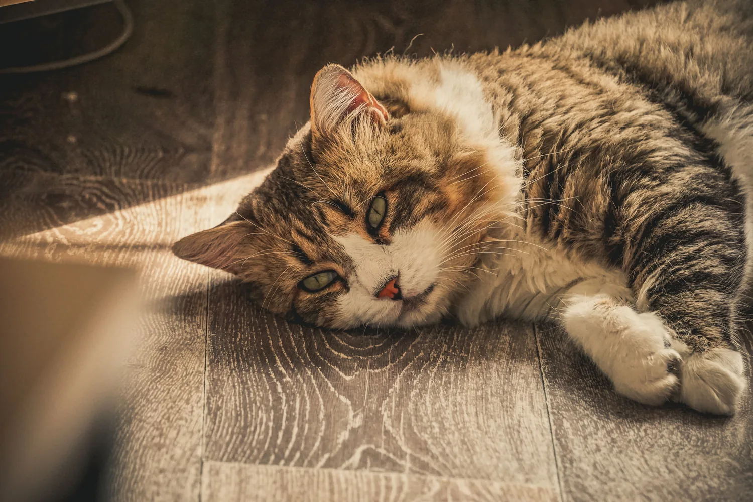 A tabby cat resting peacefully on the floor in warm light