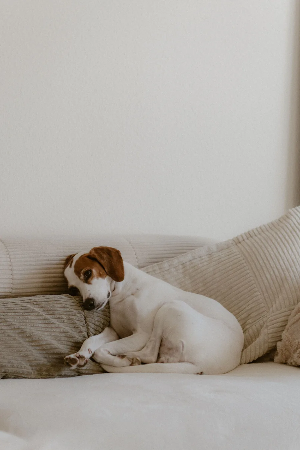 A dog curled up peacefully on a couch at home
