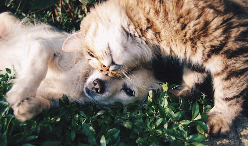 Family spending time with their pet at home