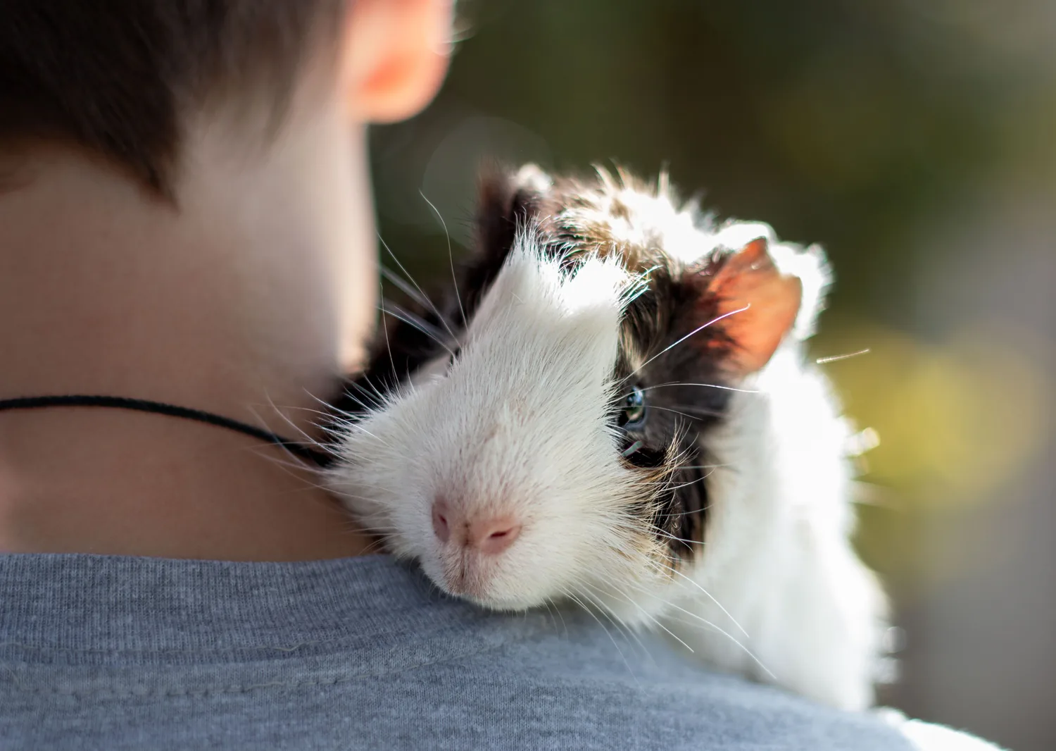 A guinea pig resting gently on its owner's shoulder