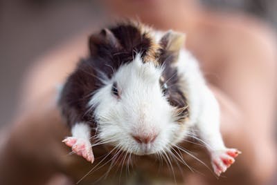 Guinea Pig