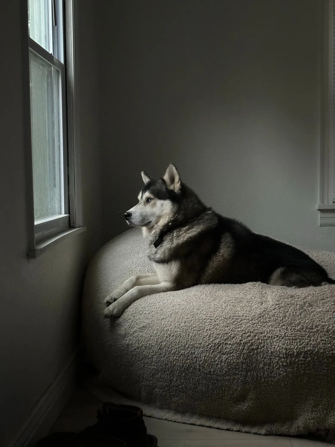 A husky resting by a window in soft daylight