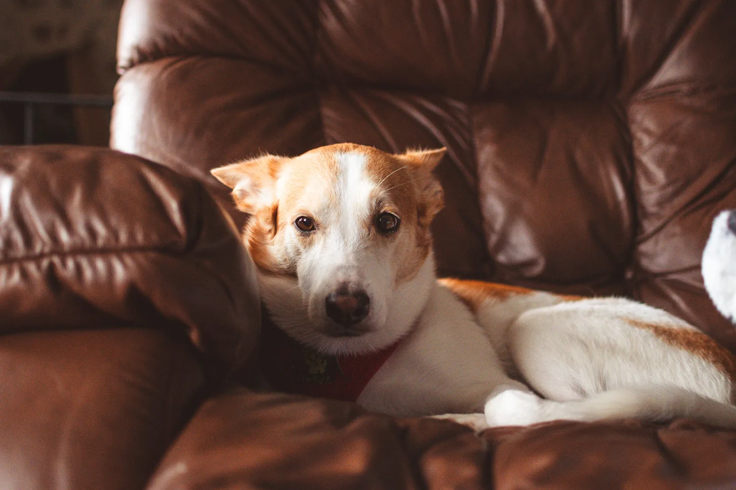 A relaxed Jack Russell terrier resting on a couch at home