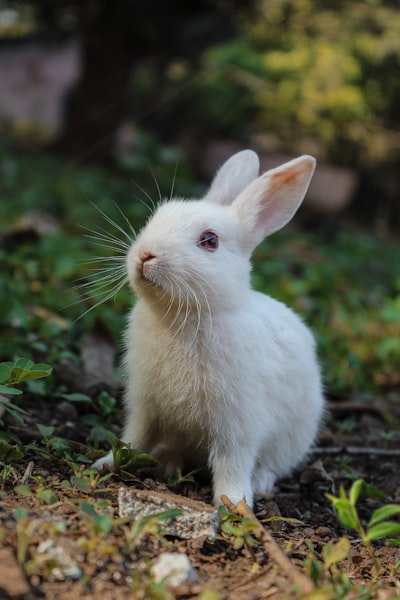 Rabbits