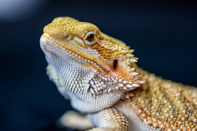 Reptile