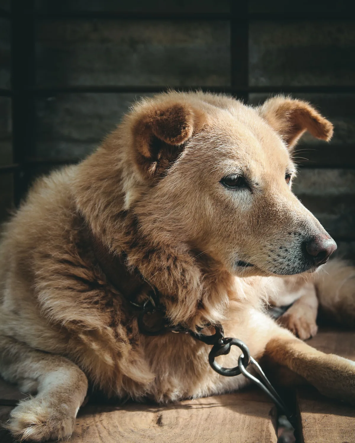 A dignified senior dog resting in warm light, gray around the muzzle