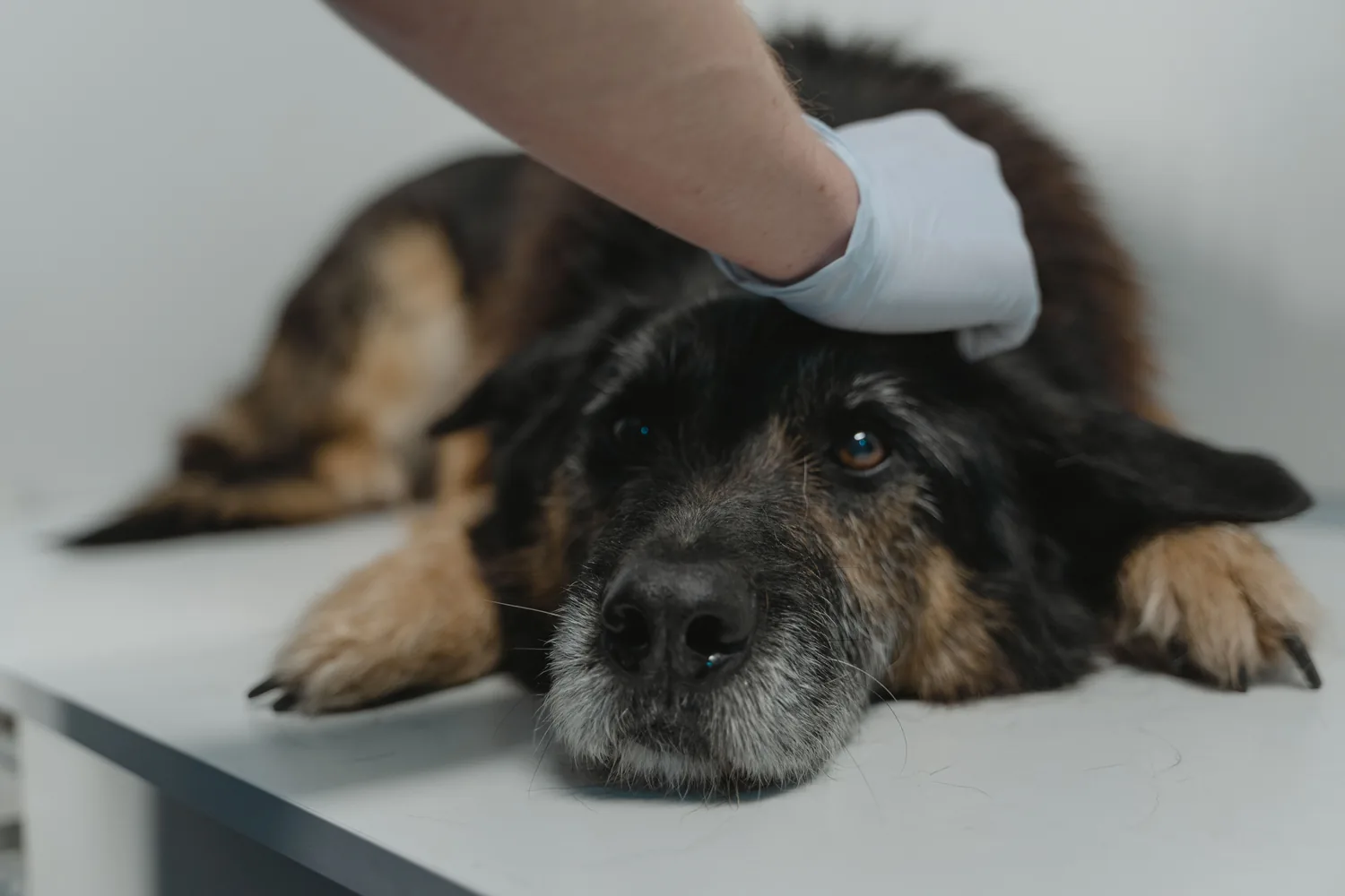 A gentle gloved hand resting on the head of a calm senior dog