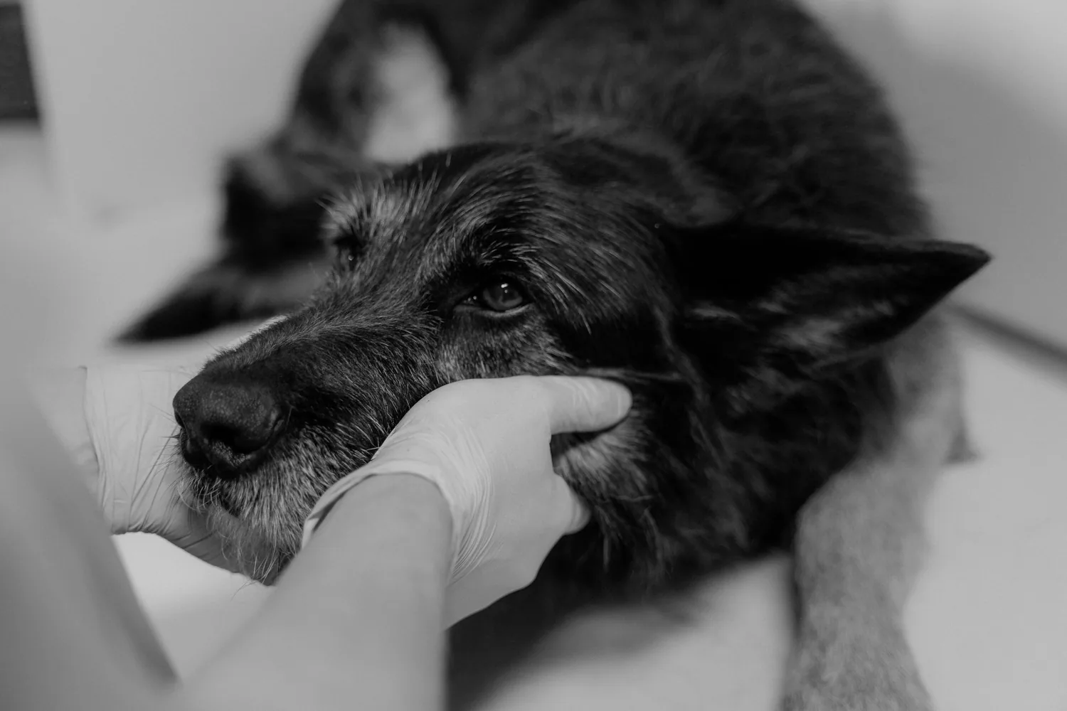 A tender black-and-white moment, a hand gently cradling a senior dog&rsquo;s face